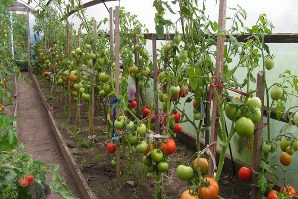 foto di recensioni di pomodoro nastenka