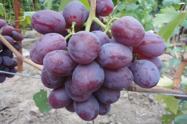 описание на сорта грозде в низината