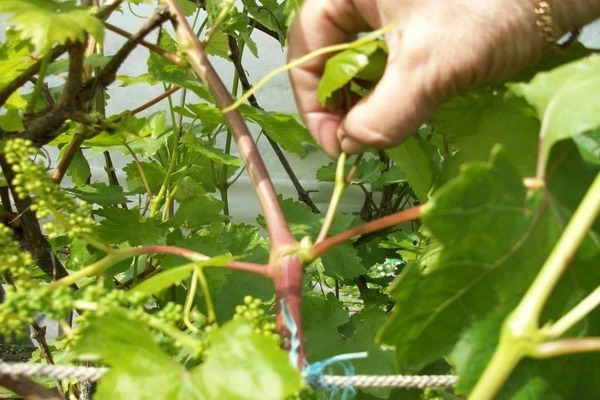 pruning grapes