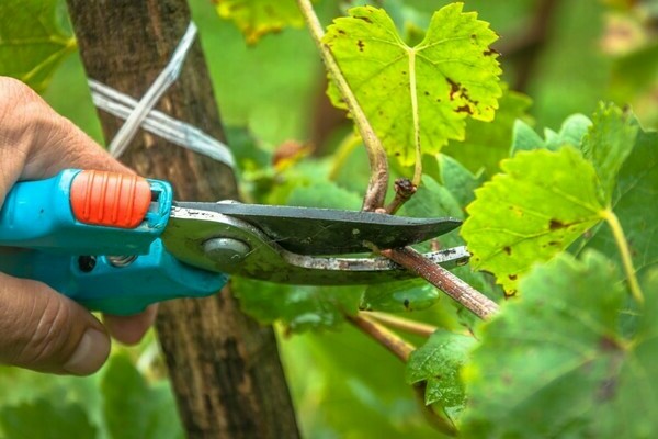 tailler les raisins en été étape par étape