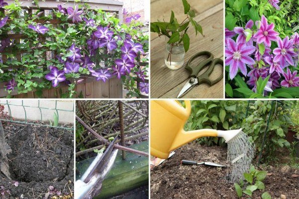 why + clematis do not grow