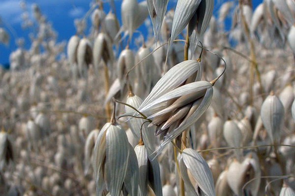 avena + come il sovescio