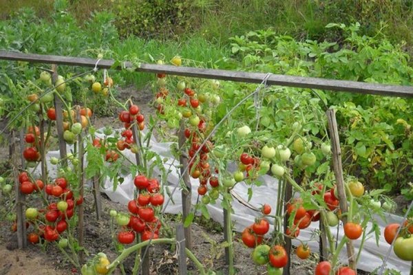 bâton de cultivar de tomate