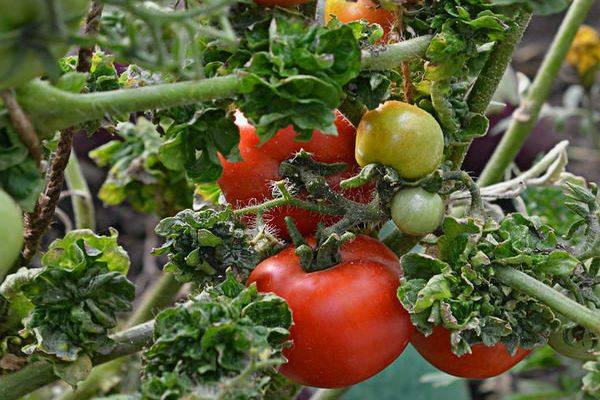 gambar ulasan batang tomato