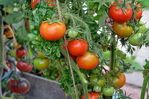 bâton de tomate avis photo