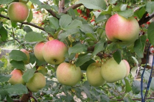 apple tree papirovka