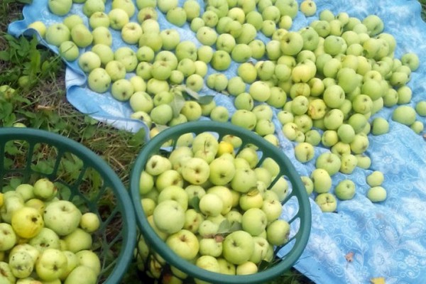 بابيروفكا شجرة التفاح