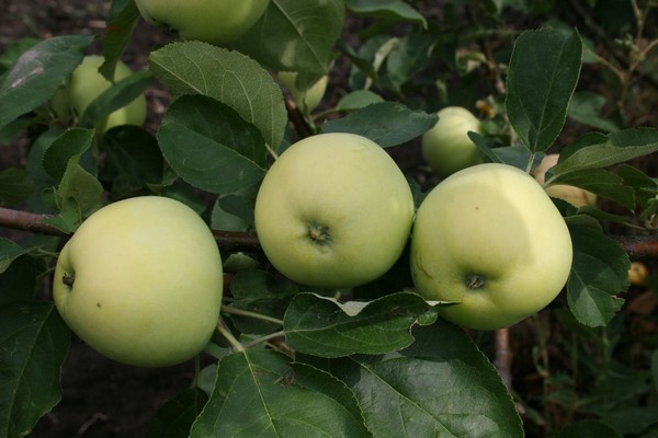 بابيروفكا شجرة التفاح