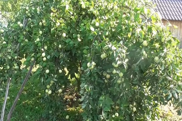 снимка на ябълково дърво