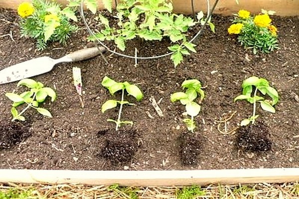 Tecnica di trapianto di ortensie da giardino