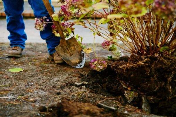 Tecnica di trapianto di ortensie da giardino