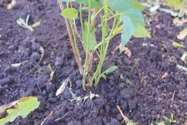 Technique de greffe d'hortensia de jardin