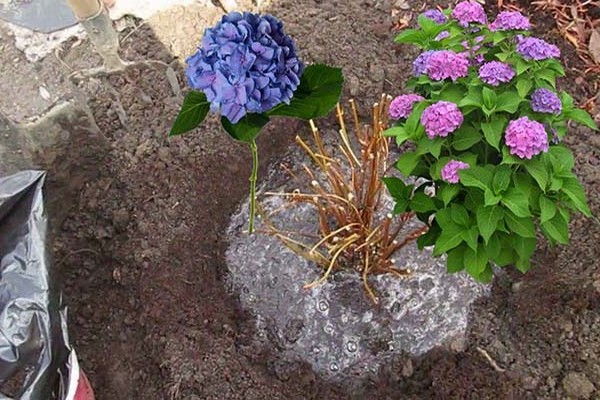 hydrangea transplant sa taglagas + sa iba pa