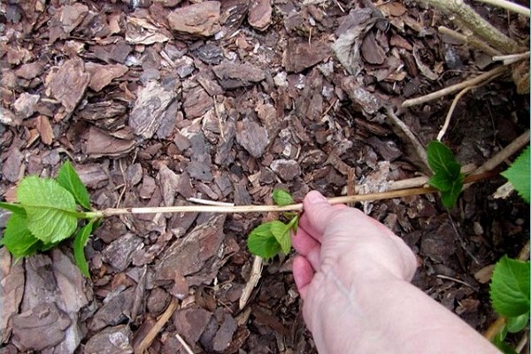 hortensia panicle transplantasjon