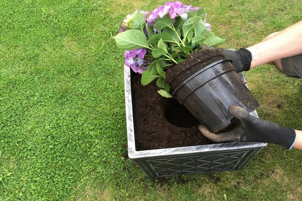 Tecnica di trapianto di ortensie da giardino