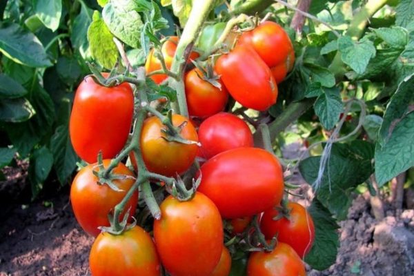 البقدونس البستاني استعراض الطماطم