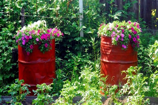 petunia gioconda anmeldelser