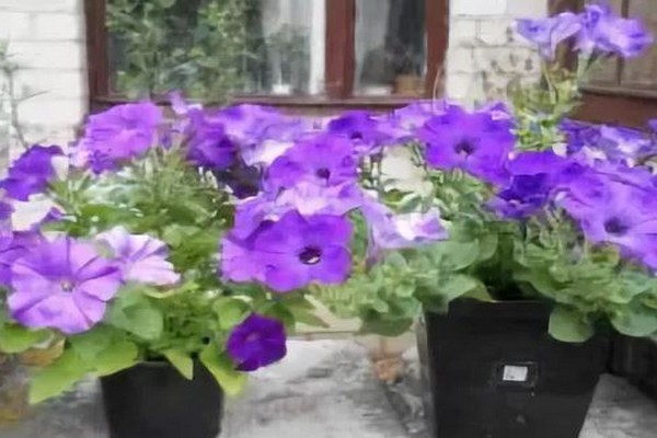 petunia gioconda anmeldelser