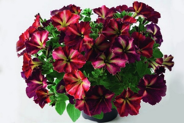 Hybrid petunia