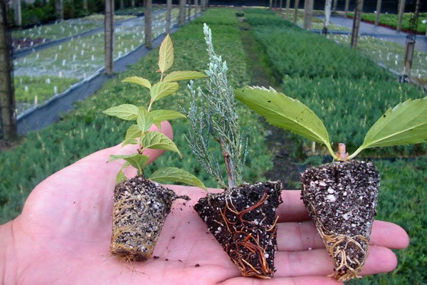 Mga hybrid petunias