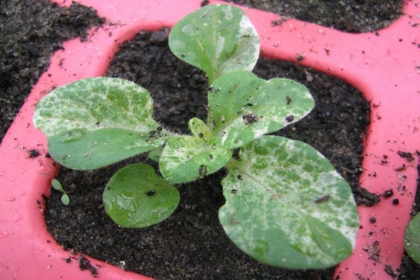 Mga hybrid petunias