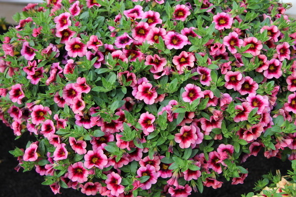 Pétunia Calibrachoa: photo, informations principales