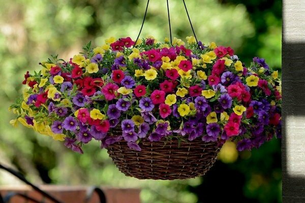 Petunia Calibrachoa: bilde av utseendet