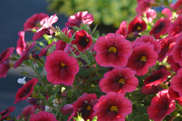 Dlaczego odmiana Kalibrachoa petunia to właściwie inna roślina