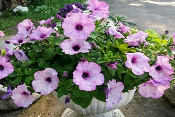 petunia ramblin