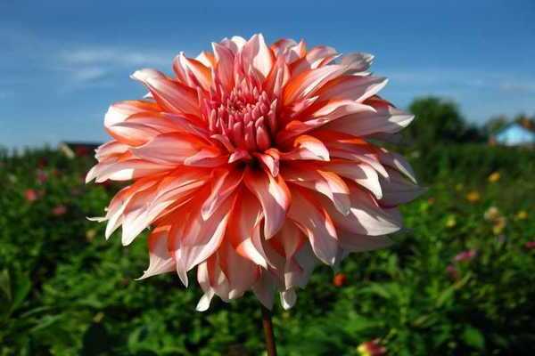 nourrir les dahlias