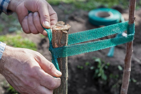 + comment attacher des branches de pommier