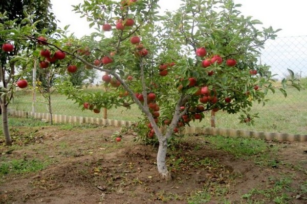طفل شجرة التفاح