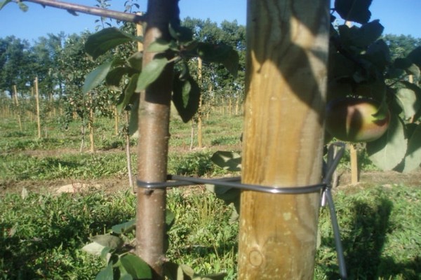 + comment attacher un pommier + avec des pommes