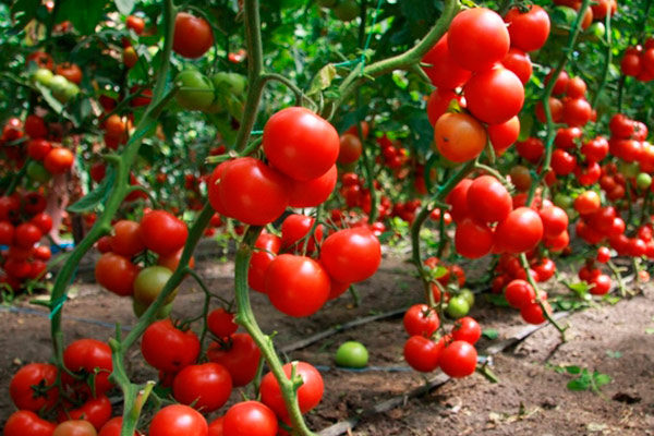 tomate description complète de la variété