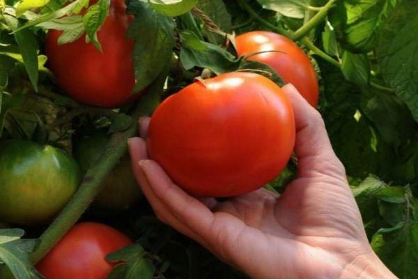 tomato penuh gambar ulasan penuh