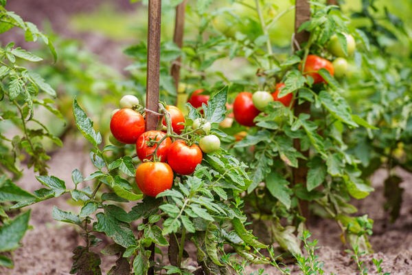tomates déterminantes les meilleures variétés