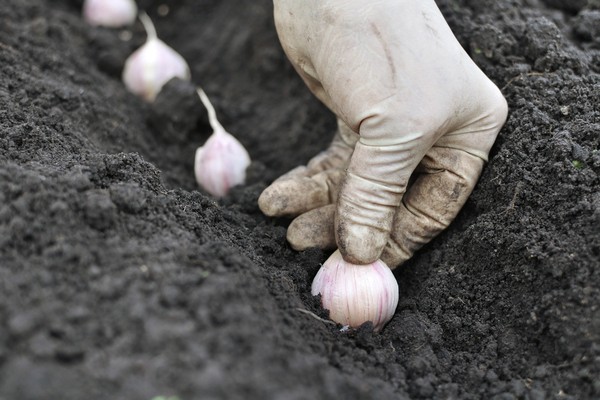 plantarea usturoiului + și îngrijire