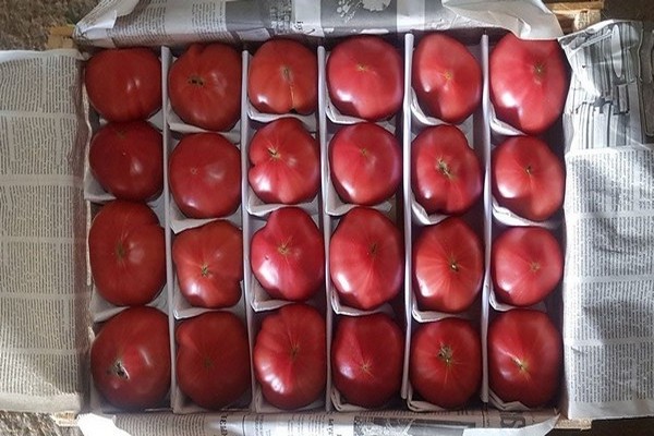 paradis rose tomates