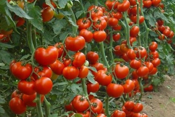 syurga merah jambu tomato