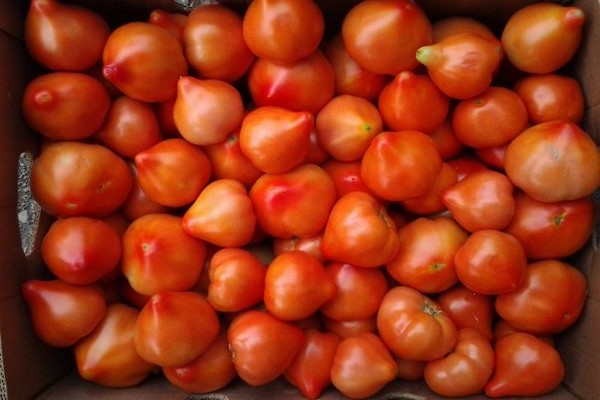 gambar prima donna tomato