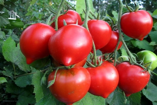 домат прима донна ревюта снимка