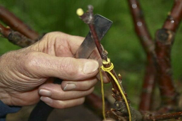 comment planter des cerises