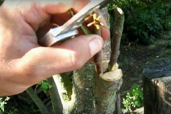 comment planter des cerises