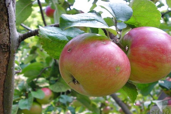 صور وصف شجرة التفاح على الأرض