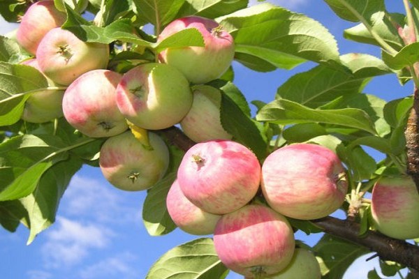 ябълково дърво земно описание