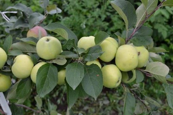 отзиви за ябълково дърво