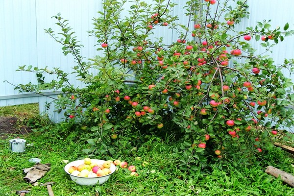 مجموعة متنوعة من شجرة التفاح على الأرض