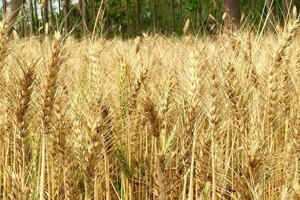 gandum sebagai kebaikan dan keburukan baja hijau