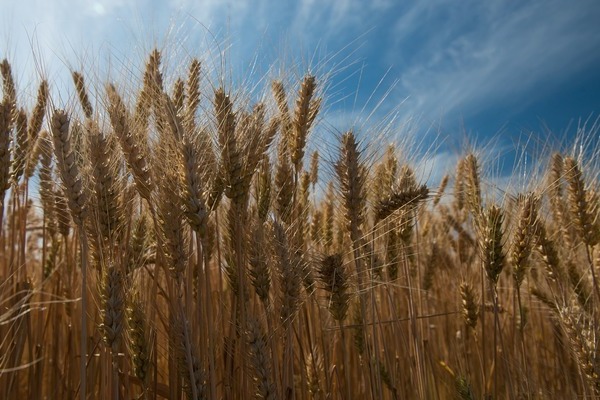 ưu điểm và nhược điểm của lúa mì phân xanh