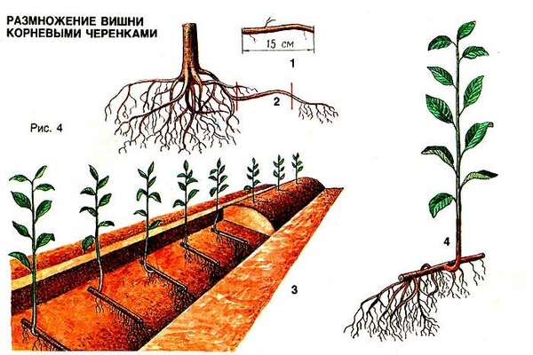 propagation of cherries by cuttings